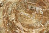 Petrified Wood (Araucaria) Limb Section - Madagascar #126382-2